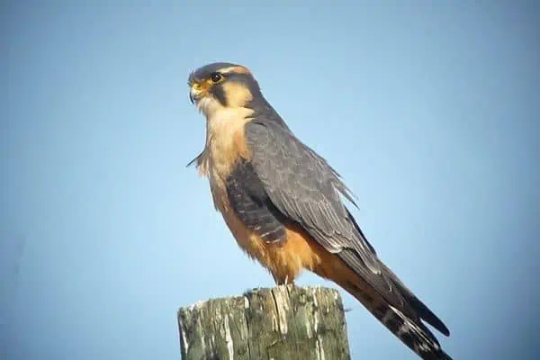 falcon perched on a tree log