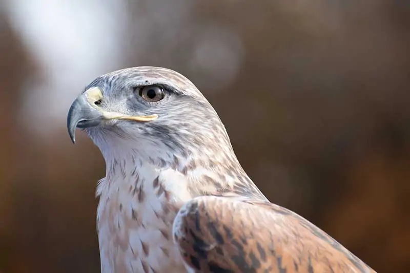 Ferruginous hawk