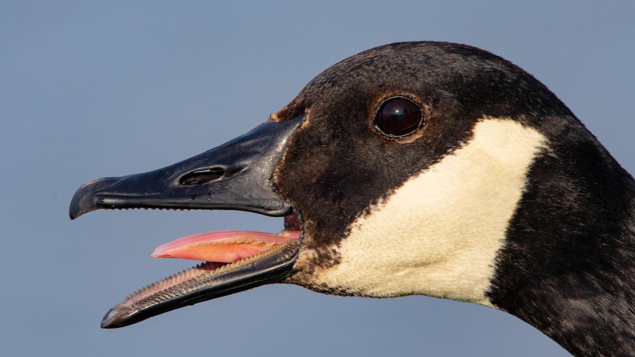 Apparently geese have teeth like tomia on their tongue. :  r/mildlyinteresting