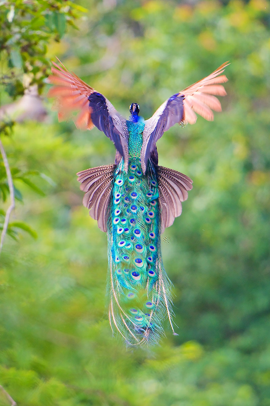 How Peacocks Look In Mid-Flight (9 Pics) | Bored Panda