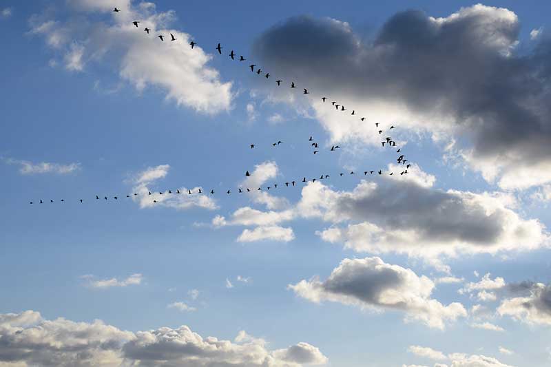 Geese flying in formation