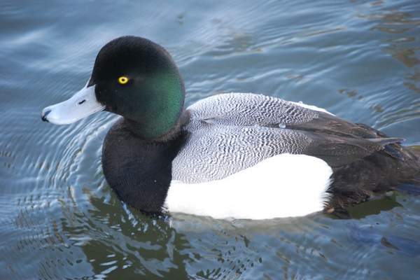 Greater scaup swimming