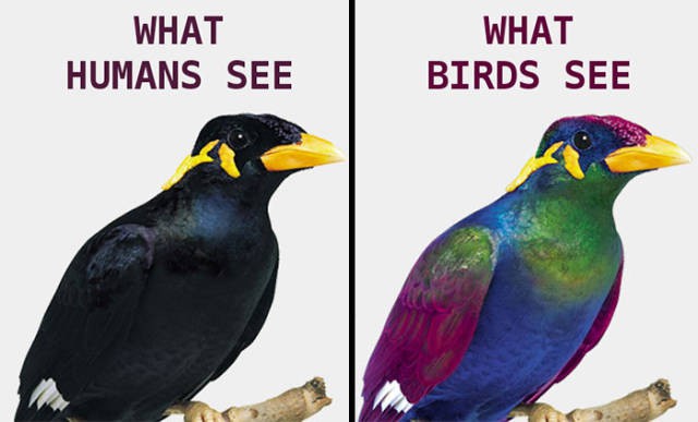 Bạn sẽ bất ngờ khi biết thế giới trông ra sao khi được nhìn bằng đôi mắt  của loài chim
