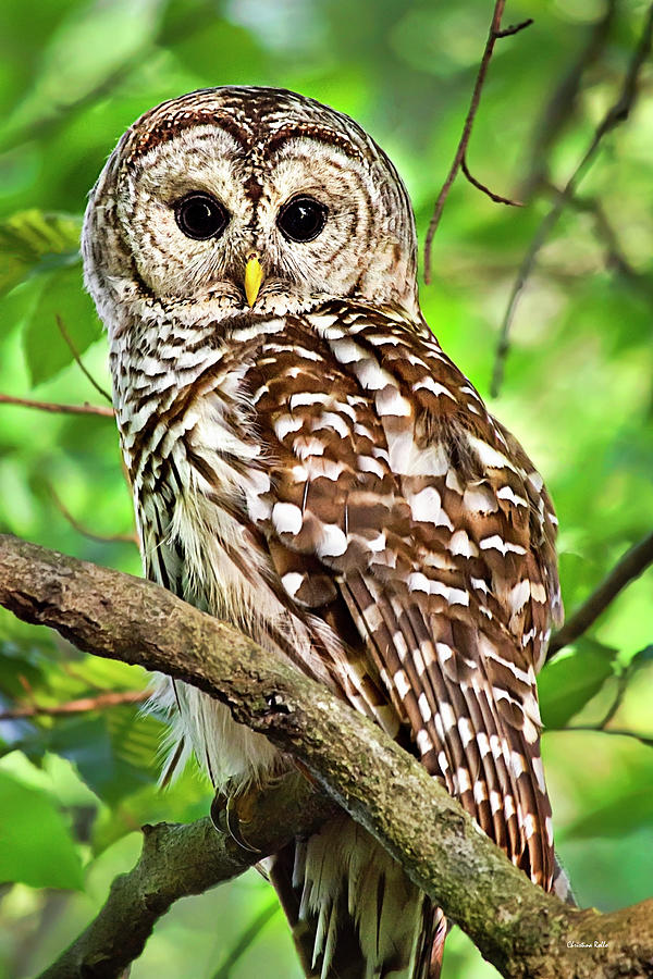 Hoot Owl Photograph by Christina Rollo - Fine Art America