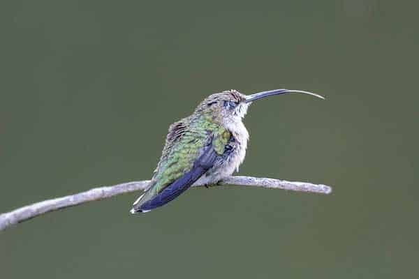 Hummingbird with tongue out