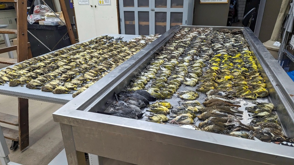 In this image provided by the Chicago Field Museum, the bodies of migrating birds are displayed, Thursday, Oct. 5, 2023, at the Chicago Field Museum, in Chicago. The birds were killed when they flew into the windows of the McCormick Place Lakeside Center, a Chicago exhibition hall, the night of Oct. 4-5. According to the Chicago Audubon Society, nearly 1,000 birds migrating south during the night grew confused by the exhibition center's lights and collided with the building. (Daryl Coldren/Chicago Field Museum via AP)