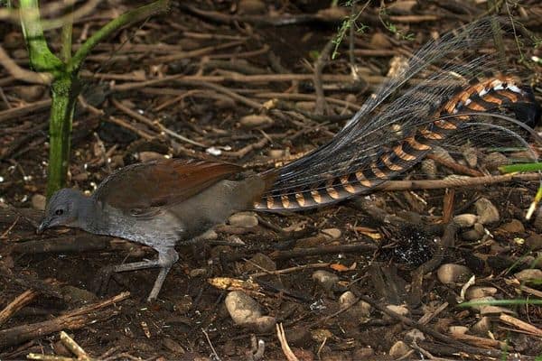 Lyrebird foraging on the ground