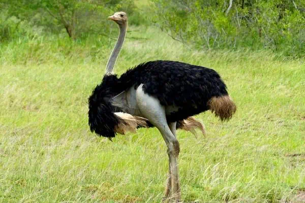 Male common ostrich standing