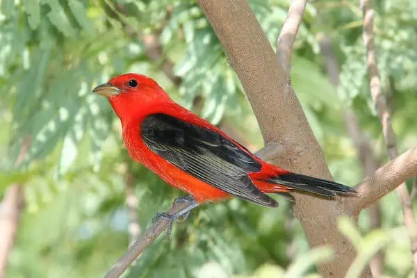 male scarlet tanager