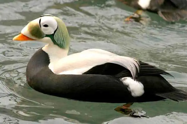 Male spectacled eider swimming