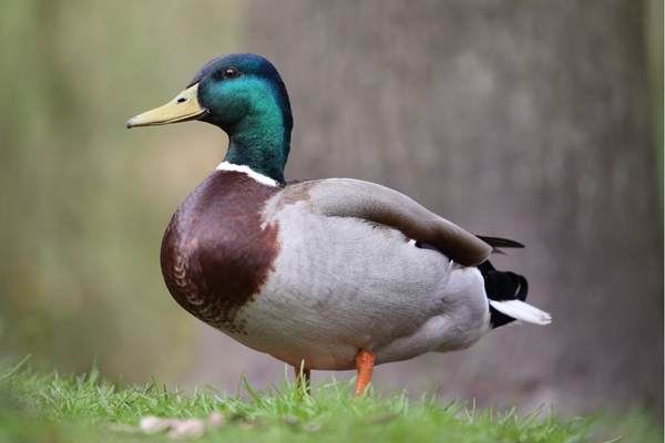 Mallard duck standing