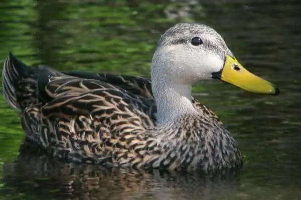 Mottled duck swimming