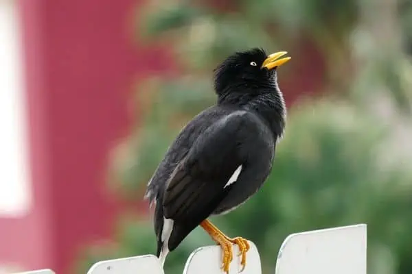 Mynah bird perched on the fence