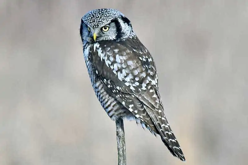 Northern hawk owl perched