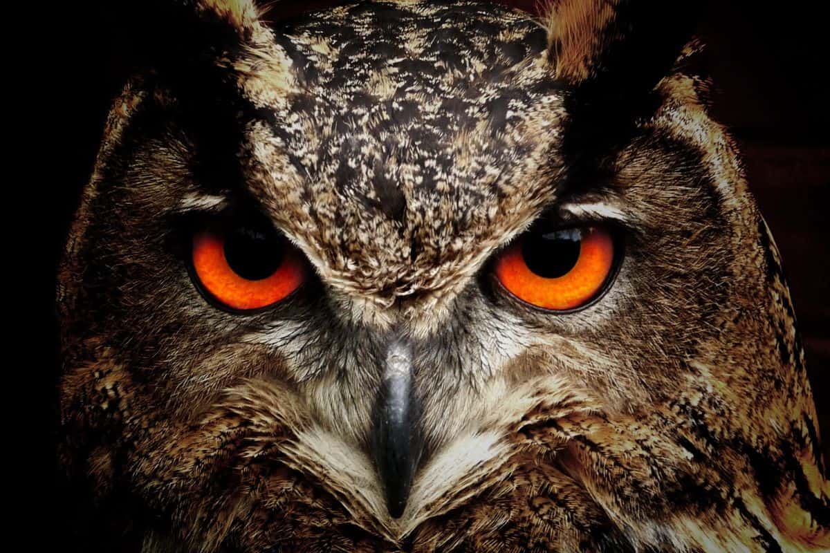 Owl with glowing eyes