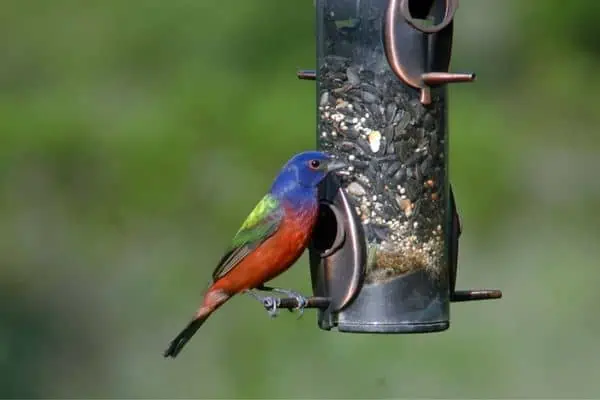 Painted bunting and a bird feeder