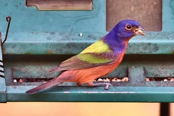 Painted bunting at out feeder