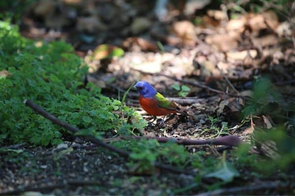 Painted bunting foraging