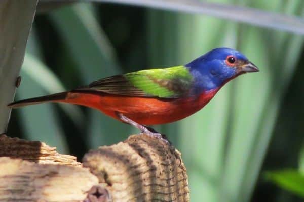 Painted bunting in wooden perch