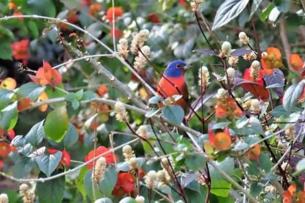 Painted bunting on a tree branch