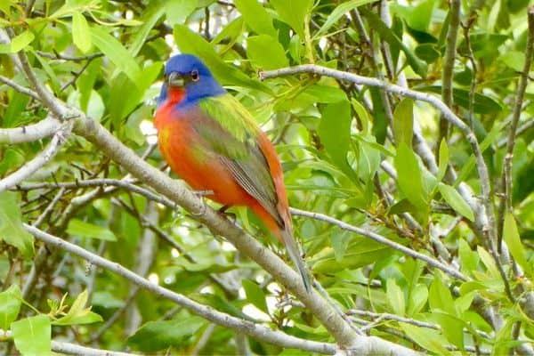 Painted bunting perched on a tree branch