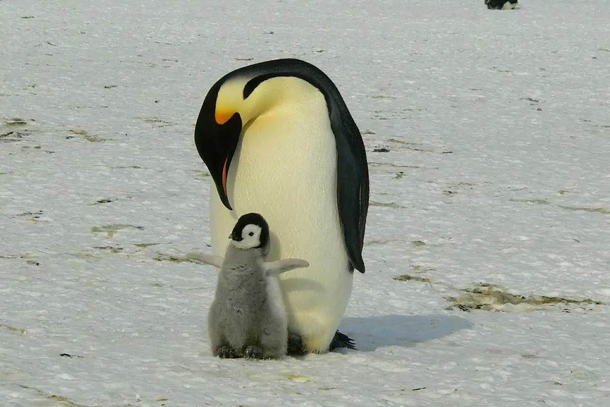 Emperor penguin with baby
