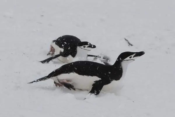 Penguins tobogganing