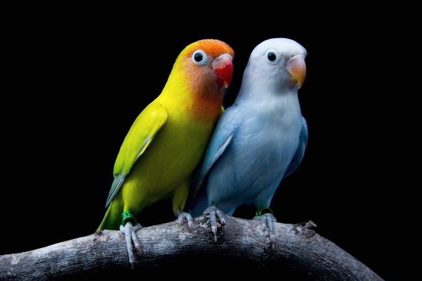 Bird Care 101: A Primer for New Pet Parents