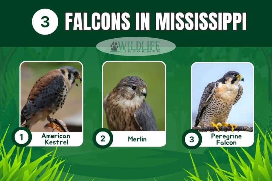 Photo collage falcons in Mississippi