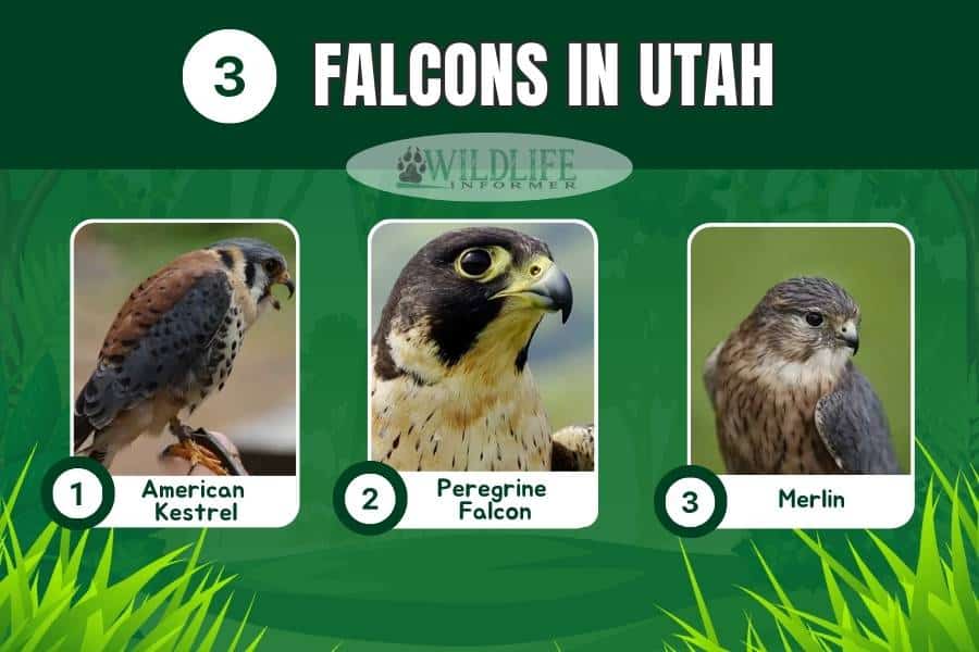 Photo collage falcons in Utah