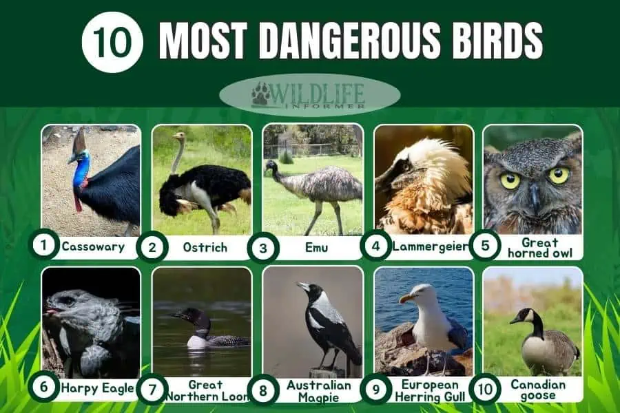 Photo collage most dangerous birds