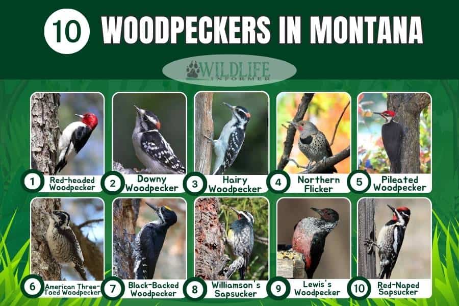 Photo collage woodpeckers in Montana