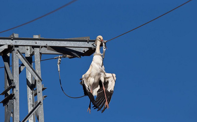 Tại sao chim đậu trên dây điện mà không bị "điện giật"?
