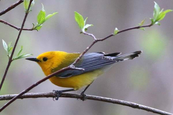 Prothonotary warbler on a twig