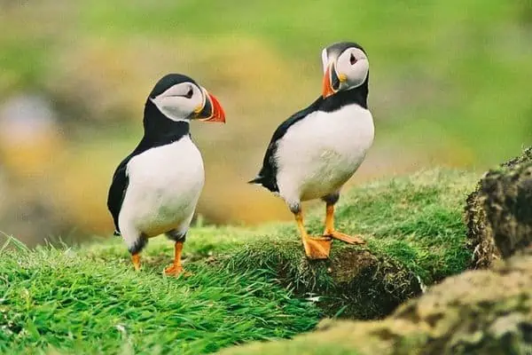 Puffins on the grassy edge of a cliff