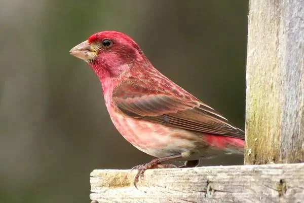 Purple finch perched on wood