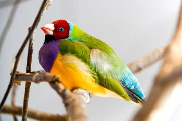 Rainbow finch perched on a small trunk