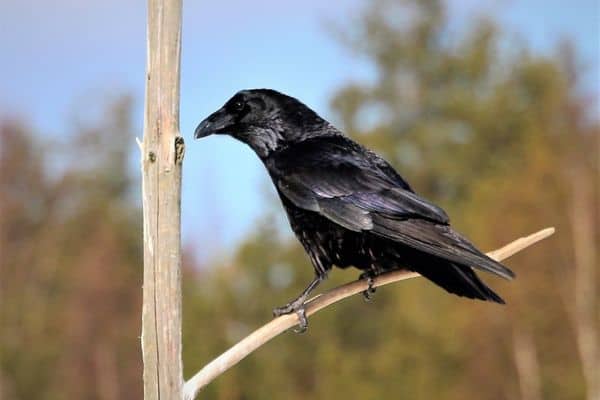 raven perched on a small trunk