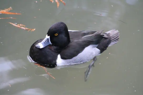 Ring-necked duck swimming