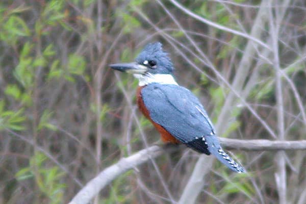 ringed kingfisher bird