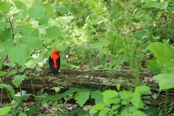 scarlet tanager woods