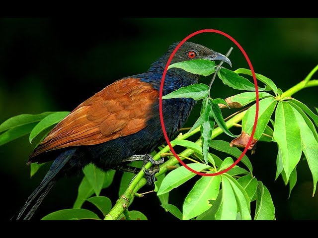 Đi tìm cây thuốc mà chim bìm bịp mẹ mang về đắp cho chim non lành xương -  YouTube