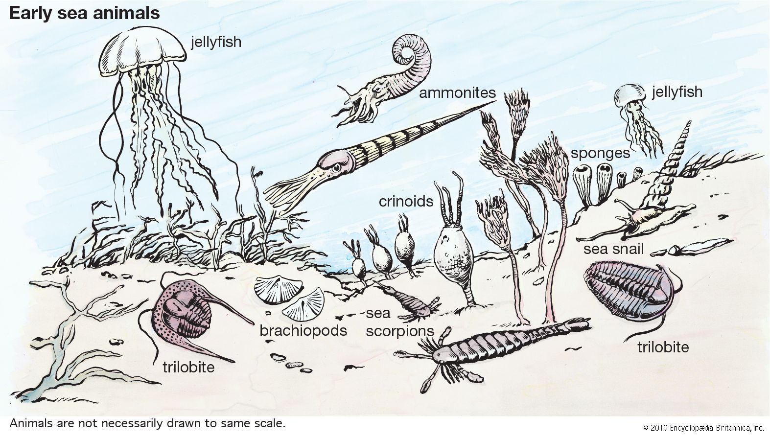early sea animals