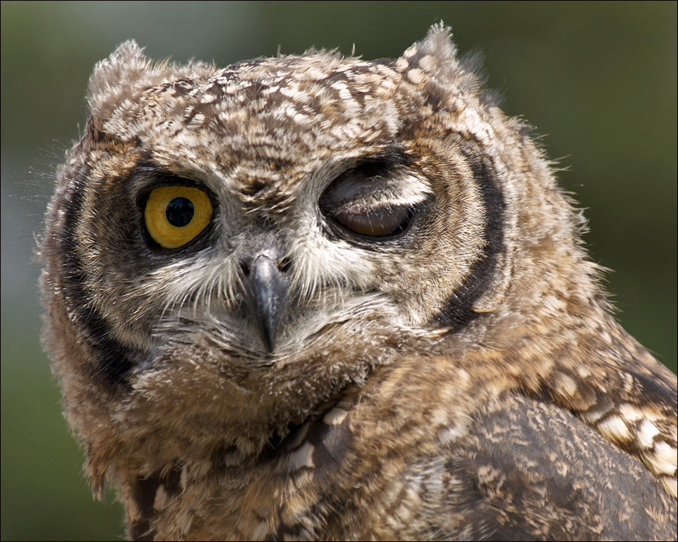 The Owl: An Omen in Malawian Mythology - Make Heritage Fun!