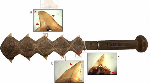 A shark-tooth knife from Aua Island, Papua New Guinea. Red arrows highlight wear and damage caused by fighting. M. Langley and The University of Queensland Anthropology Museum