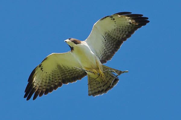 Short-tailed hawk