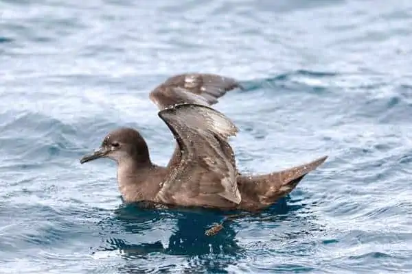 Short-tailed shearwater spreading its wings