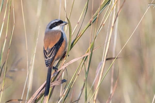 Shrike perched on a tall grass