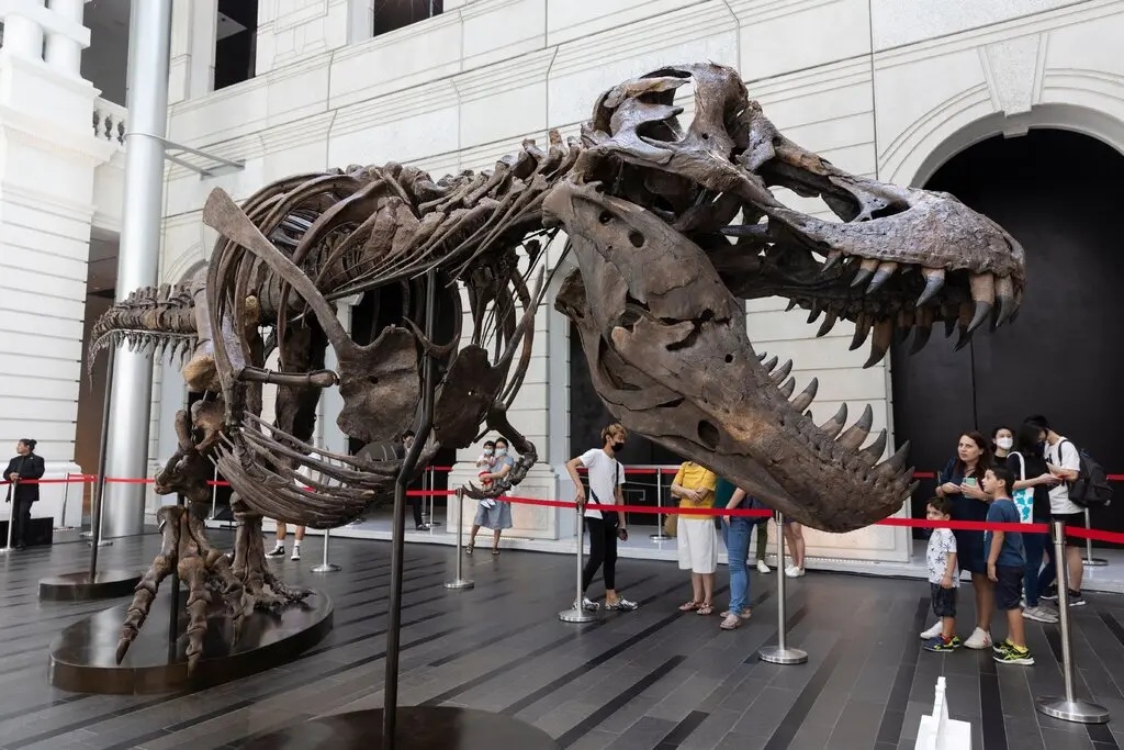 Hủy đấu giá hóa thạch bộ xương khủng long T-rex ở Hong Kong (Trung Quốc) |  baotintuc.vn