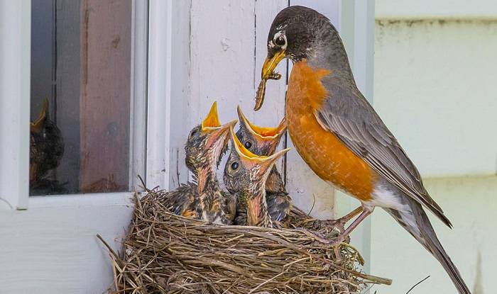 What Do Baby Birds Eat? 12 Foods and Feeding Tips